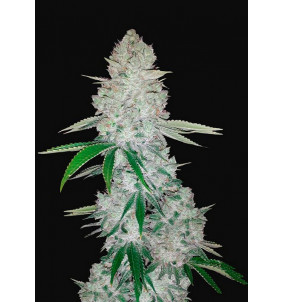 Fast Buds | Semi Gorilla Glue Autofiorenti...