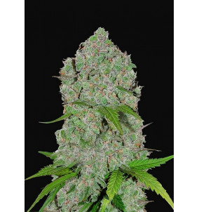 Fast Buds | Semi Orange Sherbet | Autofiorenti...