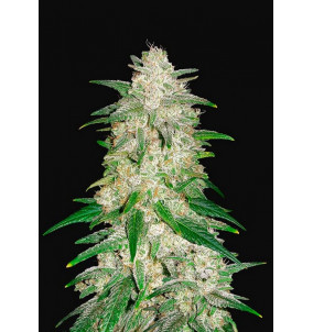 Fast Buds | Semi Gelato Auto Autofiorenti...