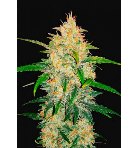 Fast Buds | Semi Zkittlez Auto Autofiorenti...