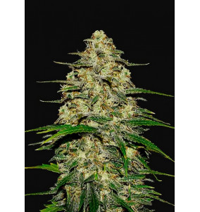 Fast Buds | Semi Wedding Cheesecake Auto | Fem...
