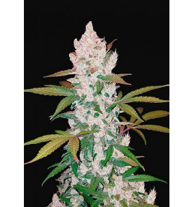 Fast Buds | Semi Girl Scout Cookies Auto...