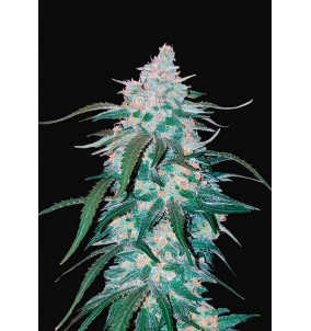 Fast Buds | Semi Pineapple Express Auto...