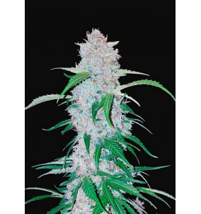 Fast Buds | Semi Six Shooter Auto Autofiorenti...