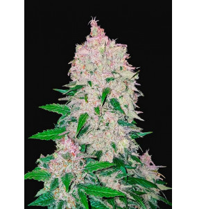 Fast Buds | Semi Stardawg Auto Autofiorenti...