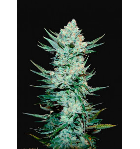 Fast Buds | Semi Tangie Autofiorenti...