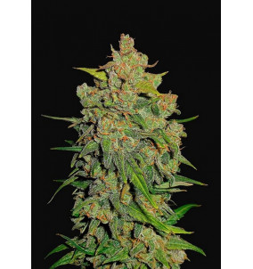 Fast Buds | Semi Lemon AK Auto Autofiorenti...