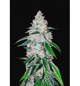 Fast Buds | Semi West Coast O.G. Auto...