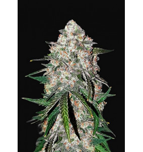 Fast Buds | Semi Smoothie Auto Autofiorenti...