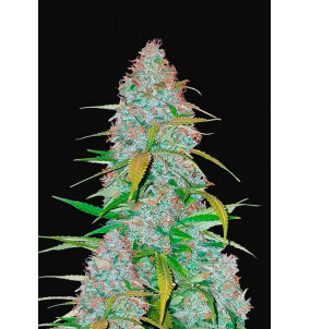 Fast Buds | Semi Californian Snow Auto...