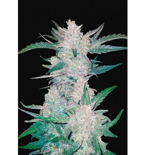 Fast Buds | Semi Mexican Airlines Auto...