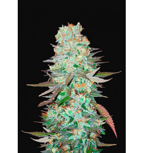 Fast Buds | Semi G14 Auto Autofiorenti...
