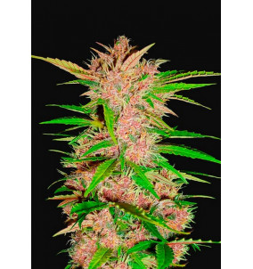 Fast Buds | Semi Fastberry Auto Autofiorenti...