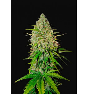 Fast Buds | Semi Grapefruit Auto Autofiorenti...