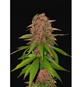 Fast Buds | Semi C4 Auto Autofiorenti...