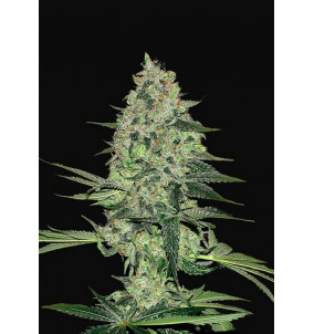 Fast Buds | Semi Rhino Ryder Auto Autofiorenti...