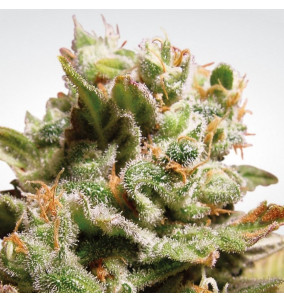 Paradise Seeds | Semi Dutch Dragon Femminizzati...