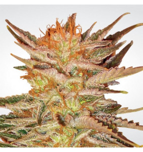 Paradise Seeds | Semi Ice Cream Femminizzati...