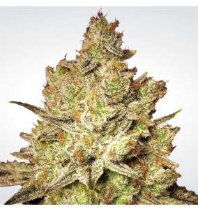 Paradise Seeds | Semi Jacky White Femminizzati...