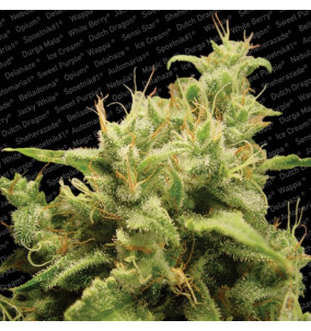 Paradise Seeds | Semi Opium...