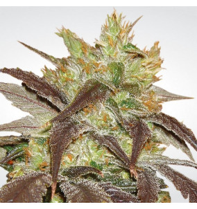 Paradise Seeds | Semi Spoetnik 1 Femminizzati...