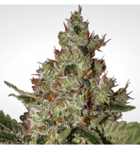 Paradise Seeds | Semi Acid Femminizzati Fem | 3...