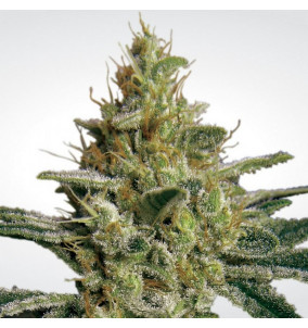 Paradise Seeds | Semi Allkush Femminizzati Fem...