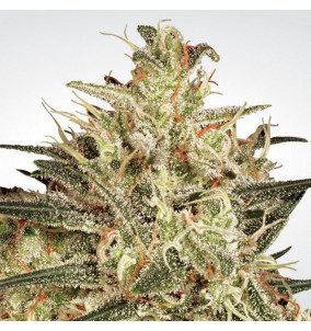 Paradise Seeds | Semi Atomical Haze...