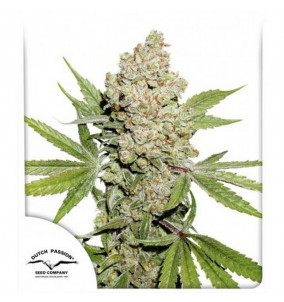 Dutch Passion | Semi Auto...