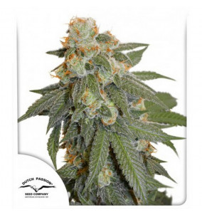 Dutch Passion | Semi Auto...