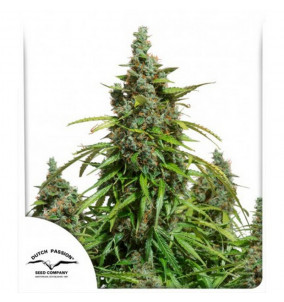 Dutch Passion | Semi Auto...