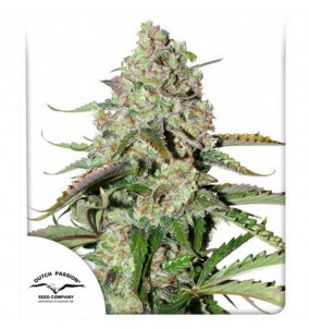 Dutch Passion | Semi Auto...