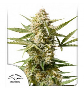 Dutch Passion | Semi Auto...