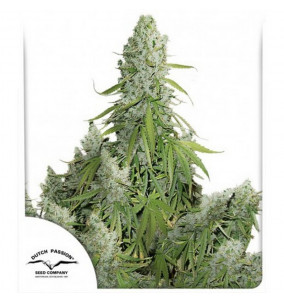 Dutch Passion | Semi Auto...