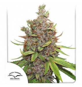 Dutch Passion | Semi Auto...