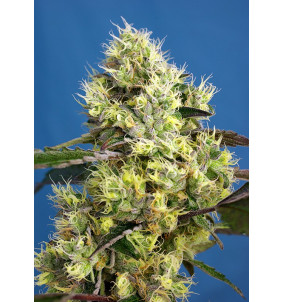 Sweet Seeds | Semi Sweet...