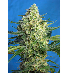 Sweet Seeds | Semi Jack 47...