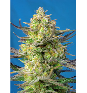 Sweet Seeds | Semi Sweet...