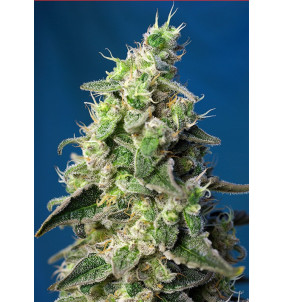 Sweet Seeds | Semi Green...