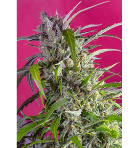 Sweet Seeds | Semi Crystal...