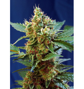 Sweet Seeds | Semi Cream...