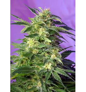 Sweet Seeds | Semi Killer...