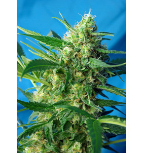 Sweet Seeds | Semi NYC...