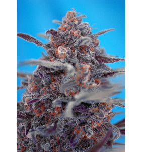 Sweet Seeds | Semi Devil...