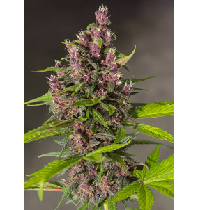 Sweet Seeds | Semi Bloody...