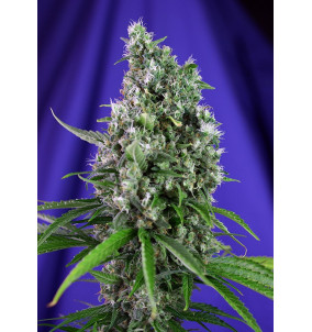 Sweet Seeds | Semi Sweet...