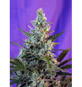 Sweet Seeds | Semi Sweet...