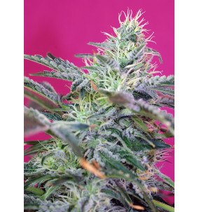 Sweet Seeds | Semi Sweet...