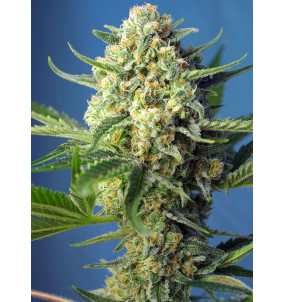 Sweet Seeds | Semi S.A.D....