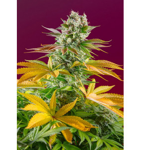 Sweet Seeds | Semi Gorilla Girl F1 Fast Version...
